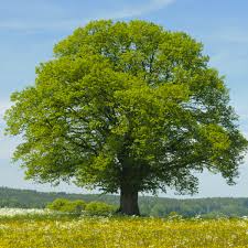 Littleleaf Linden Tree Bare Root 2-3' Tilia cordata Hardy Shade & Ornamental Tree Zones 3-7