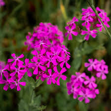 2000 Catchfly Seeds - Purple Flowers, Rock Garden, Pollinator Attractant, Silene, Non-GMO, Hardy Perennials