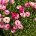 Pink Paper Daisy Seeds, Helipterum roseum, 200 Non-GMO Flower Seeds for Florists, Crafters & Pollinator Gardens