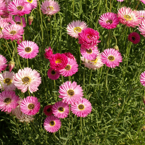 Pink Paper Daisy Seeds, Helipterum roseum, 200 Non-GMO Flower Seeds for Florists, Crafters & Pollinator Gardens