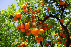 Satsuma Mandarin Orange Tree - Live Citrus Seedling 4-10" - Cold Hardy, Sweet Fruit, Fast Growing for Garden & Container