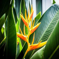5 Mayan Gold Heliconia Seeds | Lobster Claw Parrot Beak Flowers | Tropical Plant for Gardens & Containers
