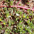 Red Purslane Seeds - Edible Succulent Herb for Salads & Cooking - Portulaca oleracea, Verdolaga, Nutritious Greens