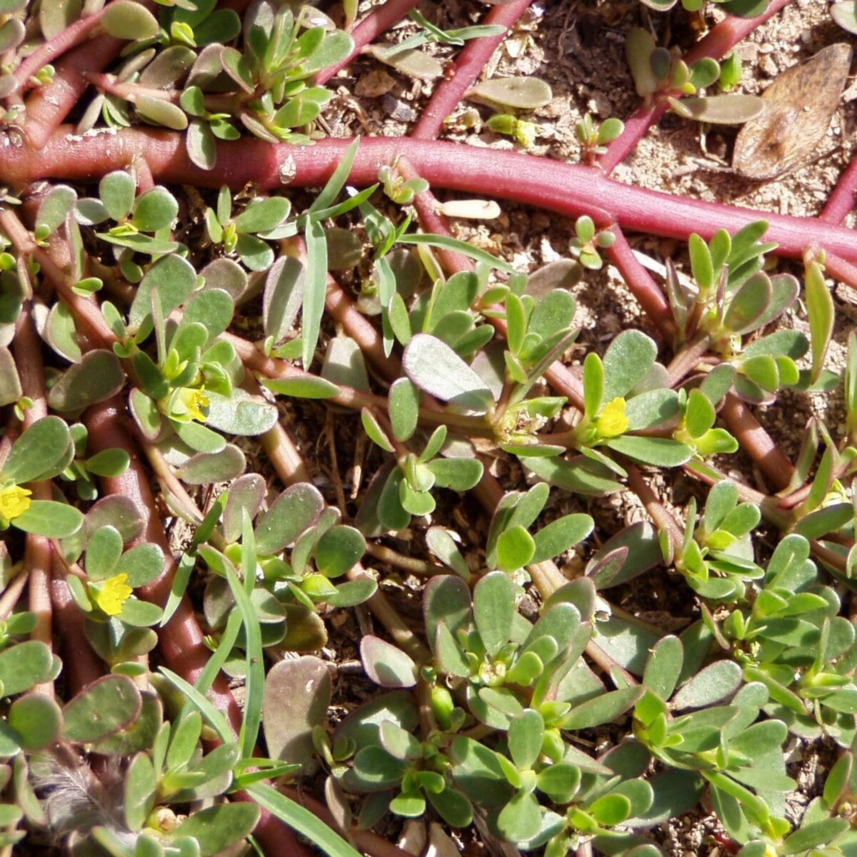 Red Purslane Seeds - Edible Succulent Herb for Salads & Cooking - Portulaca oleracea, Verdolaga, Nutritious Greens
