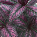 Strobilanthes Dyerianus Persian Shield Live Plant – 4” Purple Silver Foliage, Drought & Heat Tolerant, Indoor & Outdoor Ornamental Plant