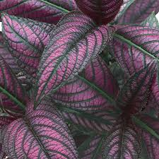 Strobilanthes Dyerianus Persian Shield Live Plant – 4” Purple Silver Foliage, Drought & Heat Tolerant, Indoor & Outdoor Ornamental Plant