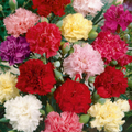 200+ Chianti Mix Carnation Seeds – Deep Red, Rose, Pink Ruffled Blooms for Garden & Cut Flowers – Dianthus caryophyllus