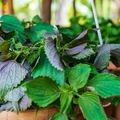 Perilla (Shiso) Jeok Ssam Ip Seeds – Red-Leafed, Heirloom Herb, High Yield, Heat Tolerant, Garden & Container Planting