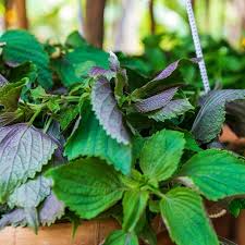Perilla (Shiso) Jeok Ssam Ip Seeds – Red-Leafed, Heirloom Herb, High Yield, Heat Tolerant, Garden & Container Planting