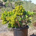 Crassula Ovata ‘Gollum Jade’ Bare Root Plant – Unique Succulent, Drought-Tolerant, Easy-Care Houseplant, Bonsai-Style, Money Tree