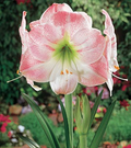 Amaryllis Bulb Pink & White Blooms - Apple Blossom, Award-Winning, Indoor & Outdoor, USDA Zones 8-11, Reusable Plant