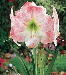 Amaryllis Bulb Pink & White Blooms - Apple Blossom, Award-Winning, Indoor & Outdoor, USDA Zones 8-11, Reusable Plant
