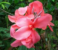 Canna Lily Pink Magic Bulb - Dwarf Tropical Plant with Deep Pink Flowers & Striped Foliage, Fast-Growing, USDA Zones 8-11