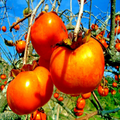 10 Japanese Persimmon Tree Seeds - Diospyros kaki - Hardy Fruit Tree for Garden & Container Growth