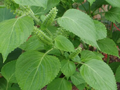 Green Shiso Seeds 500 Non-GMO Perilla frutescens Culinary Herb Edible Flowers for Asian Cuisine