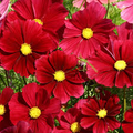 100 Seeds Cosmos Rubenza Dwarf Ruby Red Blooms Cosmos bipinnatus Non-GMO Annual for Pollinators Butterflies
