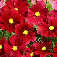 100 Seeds Cosmos Rubenza Dwarf Ruby Red Blooms Cosmos bipinnatus Non-GMO Annual for Pollinators Butterflies