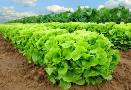 Buttercrunch Lettuce Seeds | Heirloom, Non-GMO, Heat Tolerant, Slow to Bolt, Salad Greens, Lactuca sativa