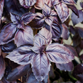 Red Rubin Basil Seeds – Heirloom Non-GMO, Deep Purple Leaves, Aromatic Herb Seeds for Culinary & Garden, Ocimum basilicum 'Red Rubin'