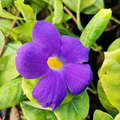 Unrooted King’s Mantle Cuttings (Thunbergia erecta) – 6-Inch Purple Blooming Vine or Shrub Cuttings