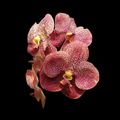 Vanda Kultana Pink Orchid Starter Plant | 3-Inch Pot | Live Well-Rooted Pink Blooming Orchid | Indoor & Outdoor Easy Care
