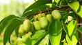 Kiwi Prolific Vine Starter Plant – Self-Pollinating, Cold Hardy, Smooth-Skinned Grape-Sized Fruit, Zones 4-8