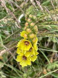 Wand Mullein Seeds 25 Pack | Tall Biennial with Yellow Flower Spikes | Pollinator-Friendly | Verbascum virgatum