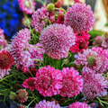 Scabiosa Imperial Mix Seeds – Tall Double Pincushion Flower, Dried Everlasting, Non-GMO, Cut Flower, Pollinator Attractant
