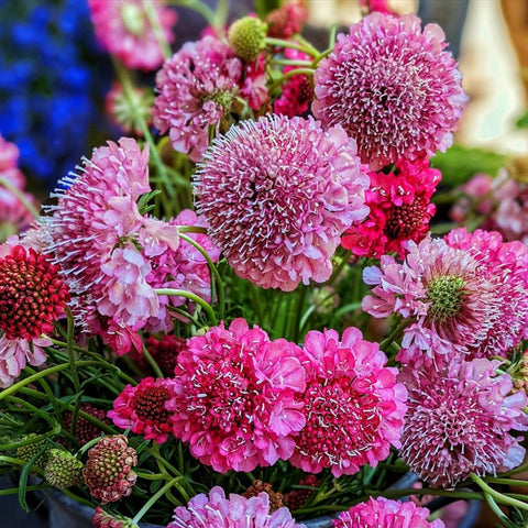 Scabiosa Imperial Mix Seeds – Tall Double Pincushion Flower, Dried Everlasting, Non-GMO, Cut Flower, Pollinator Attractant