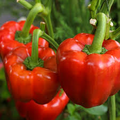 California Wonder Pepper Seeds – Heirloom Sweet Bell Pepper, Capsicum annuum, High-Yield, Crisp, Blocky Shape