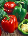 Sweet Pepper Seeds, Yolo Wonder Bell, Heirloom, Crisp & Sweet, High Yield, Heat Tolerant, Garden & Container, Capsicum annuum