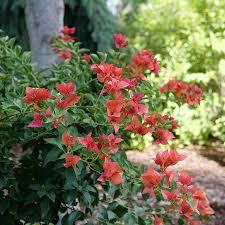 Bougainvillea Starter Plant - Bambino Burnt Orange, Well-Rooted Plug, Indoor & Outdoor Tropical Flower