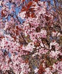 Unrooted Fruit Tree Cuttings | Prunus Cerasifera 'Cherry Plum Black' | Live Edible Landscape Plant