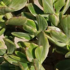 Crassula Ovata Variegata ‘Variegated Jade’ | 3 Live 4” Unrooted Succulent Cuttings | Drought-Tolerant Houseplant, Easy-Care, Indoor Plant