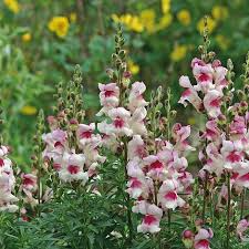 Antirrhinum majus Lucky Lips Snapdragon Seeds – 1000+ Bi-Color Flowers for Garden & Cut Flowers, Pollinator-Friendly