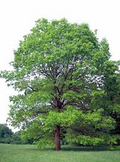 White Oak Tree Seedlings - Live Bare Root Plants, 6-12 Inches, Quercus alba, Shade & Wildlife Trees