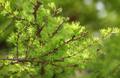 Japanese Larch Seedling 12-14" Larix kaempferi for Bonsai & Landscaping, Deciduous Conifer Tree