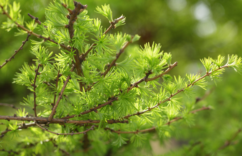 Japanese Larch Seedling 12-14" Larix kaempferi for Bonsai & Landscaping, Deciduous Conifer Tree