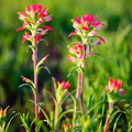 Indian Paintbrush Seeds, Castilleja coccinea, Vibrant Red-Orange Wildflower, Native Perennial for Gardens & Meadows