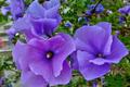 Blue Hibiscus Starter Plant - Alyogyne huegelii, Blue-Purple Flowers, Live Well-Rooted Seedling for Indoor & Outdoor Gardens