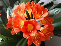 Clivia Miniata Bush Lily – Bare Root Live Plant with 15 Leaves, Orange Flowers, Perennial Shade Plant, Easy Care Tropical Plant