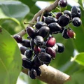 Black Java Plum Live Tree 12” Syzygium cumini Indian Jamun Fruit Tree Tropical Edible Plant