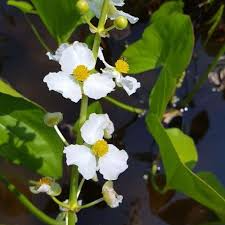 Aquatic Water Garden Plants - 5 Sagittaria Latifolia Roots, Broadleaf Arrowhead, Perennial Pond Plants
