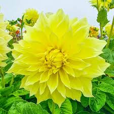 Dahlia Kelvin Floodlight Live Flower Bulb Tuber | Yellow Dinnerplate Blooms | 36-48" Tall Perennial Garden Plant