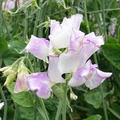 Sir Jimmy Shand Sweet Pea Seeds – 50+ Cream & Blush Climbing Vine for Trellises, Bouquets, Cottage Gardens, Vertical Displays, Lathyrus odoratus