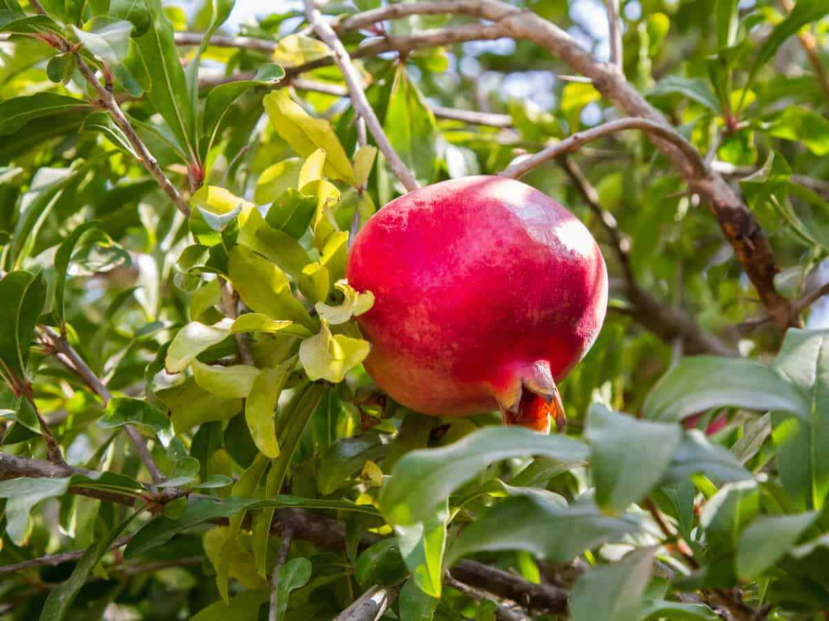 Organic Pomegranate Cuttings 8 Pack - Punica granatum Unrooted Propagation Material for Growing Fruit Trees