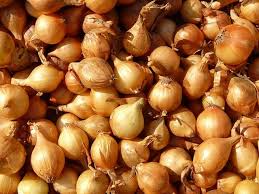 250 mg Texas Grano 502 Onion Seeds | Allium cepa Heirloom Sweet Onion for Gardening & Harvest