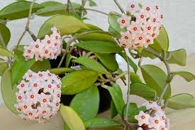 Hoya Carnosa ‘Krimson Princess’ Live Plant – Variegated Tricolor Wax Plant in 4” Pot – Indoor Houseplant, Air-Purifying, Vining