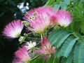 Pink Silk Mimosa Tree Seedlings – Fragrant Pink Powder Puff Flowers, Attracts Butterflies & Hummingbirds, Albizia Julibrissin Durazz