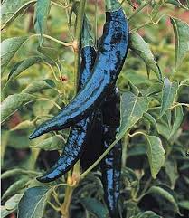 Pasilla Bajio Chilaca Pepper Seeds - Heirloom Non-GMO, Mild Heat, Smoky Flavor, Capsicum annuum, Drought Tolerant, Full Sun, 8-14" Fruit